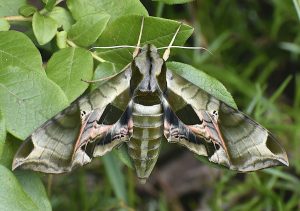 WV Botanic Garden Moth Night spotlights ‘winged wonders’